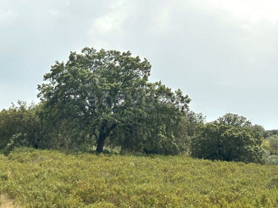 Helårsgrund i Rosmaninhal, Castelo Branco - foto 3