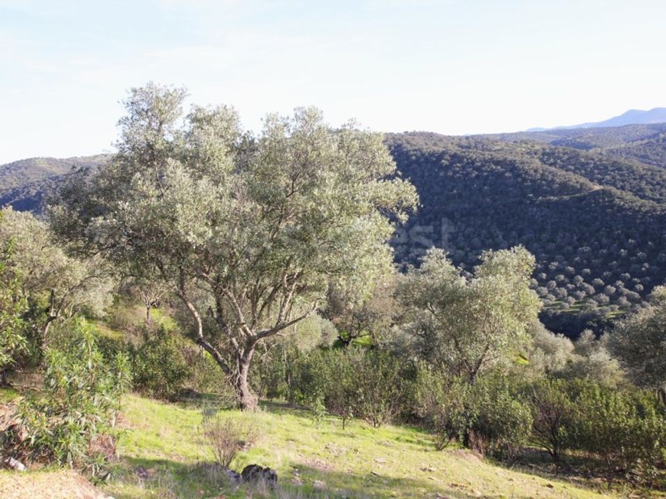 Helårsgrund i Rosmaninhal, Castelo Branco - foto 5