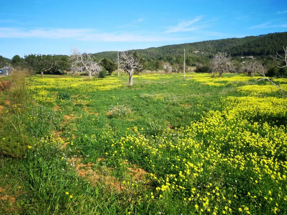 Helårsgrund i Sant Joan de Labritja, Ibiza - foto 3