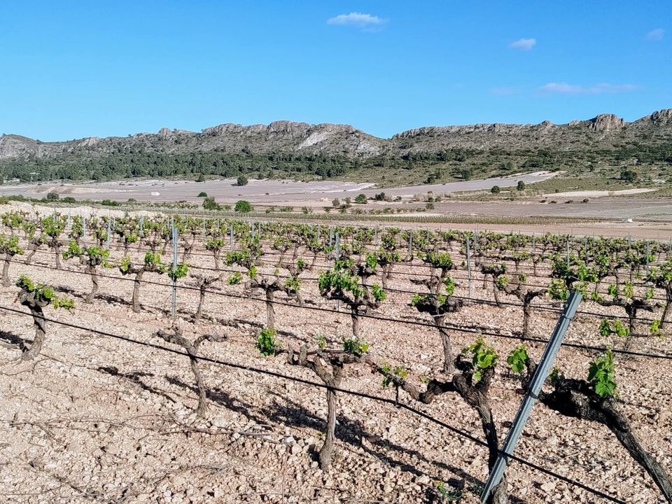 Landejendom i Yecla, Murcia - foto 5