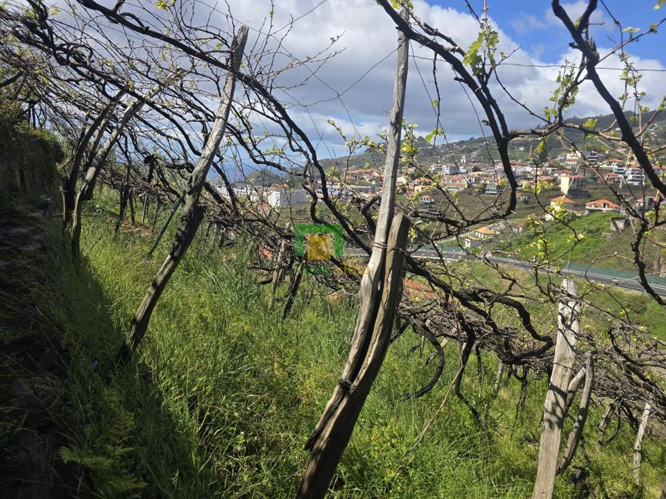 Helårsgrund i Camara de Lobos, Madeira - foto 5