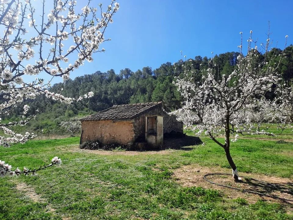 Finca i Ginestar, Tarragona - bilde 1