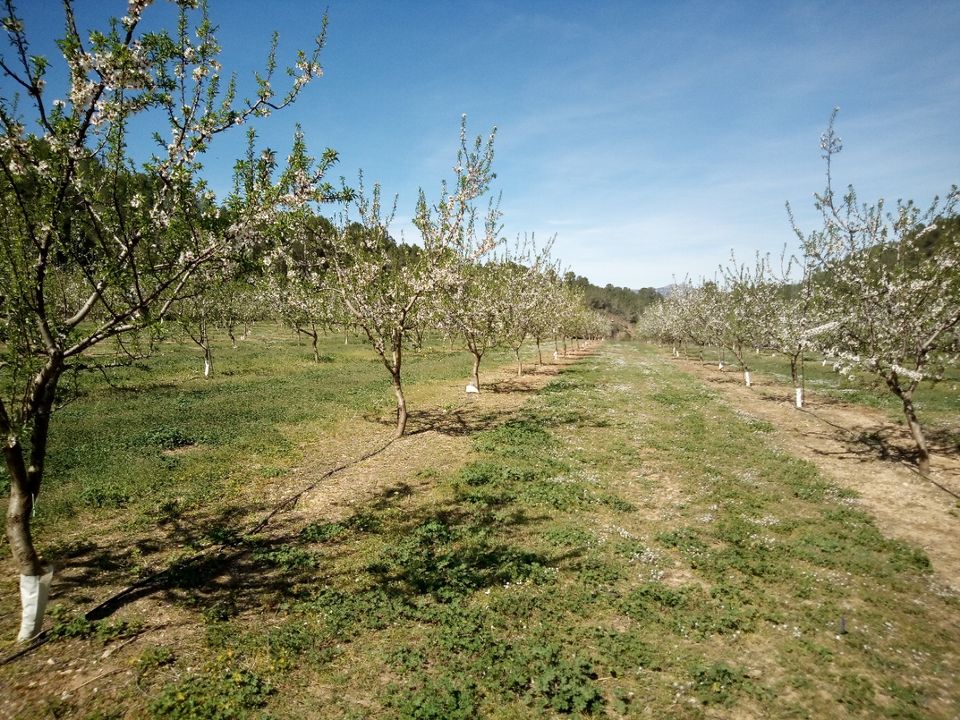 Finca i Ginestar, Tarragona - bilde 3