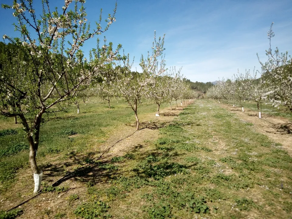 Finca i Ginestar, Tarragona - bilde 4