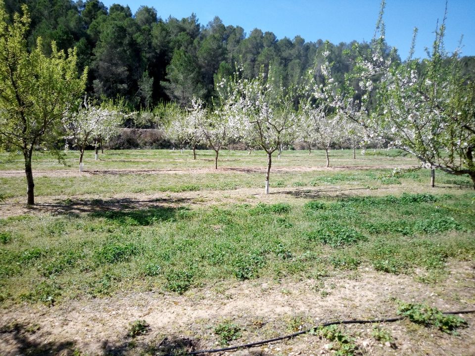 Finca i Ginestar, Tarragona - bilde 5