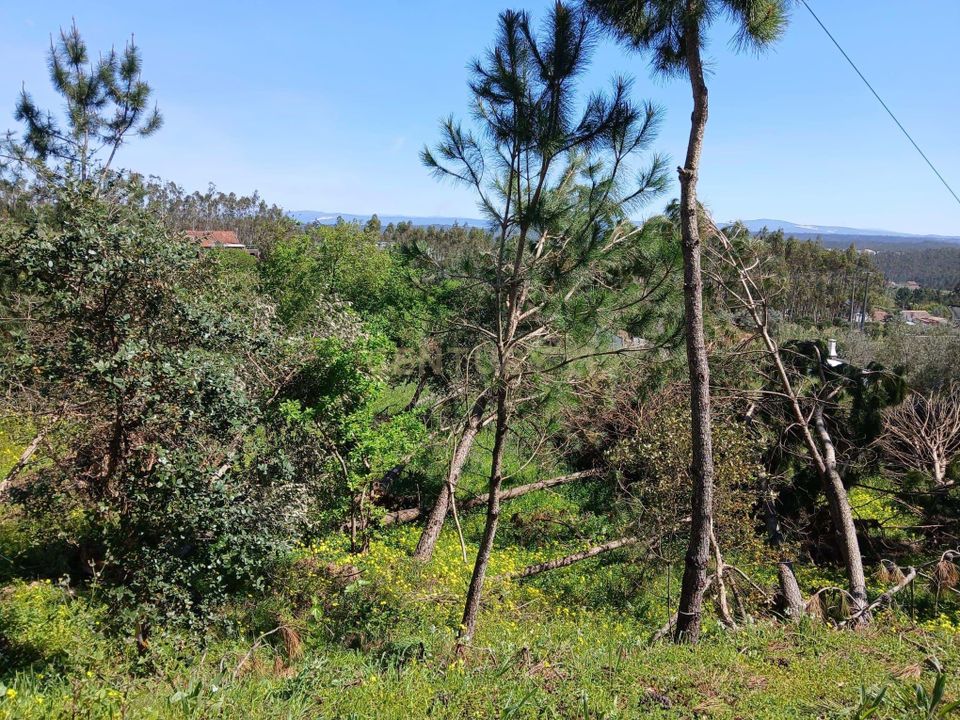 Helårsgrund i Pombal, Leiria - foto 5