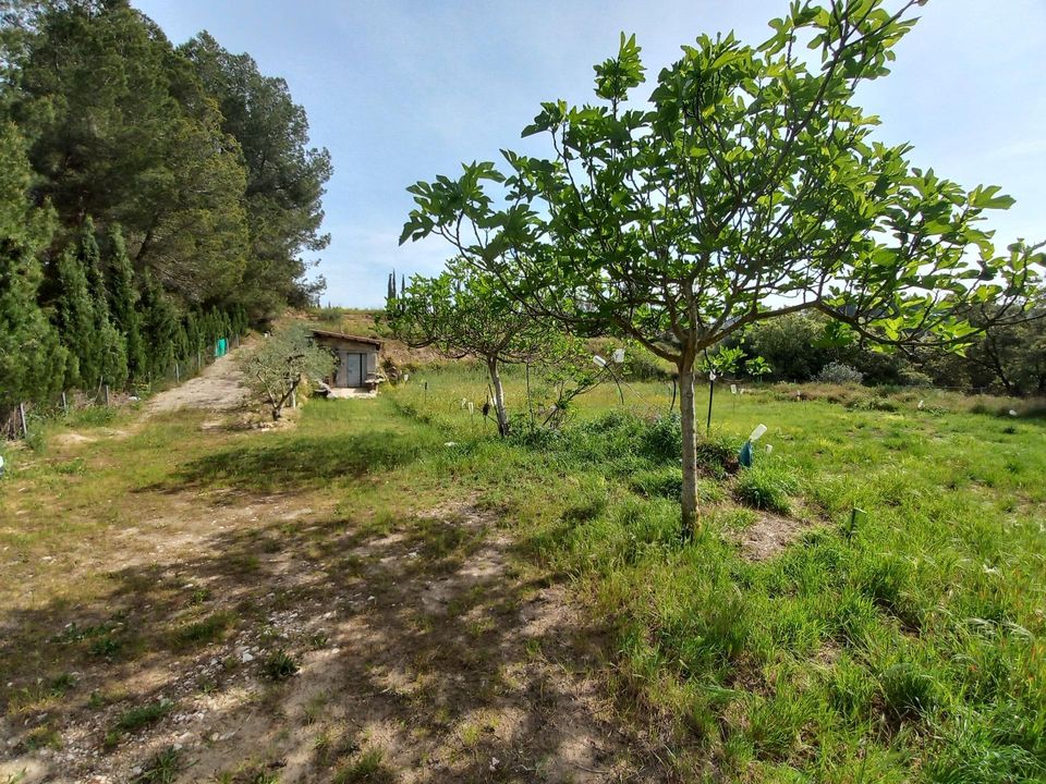 Helårsgrund i Ginestar, Tarragona - foto 3