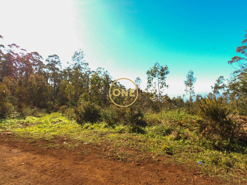 Helårsgrund i Camara de Lobos, Madeira - foto 4