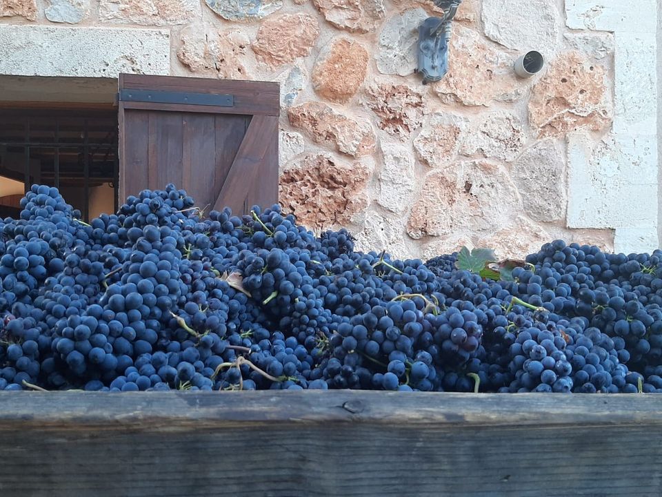Erhvervsejendom i Binissalem, Mallorca - foto 1