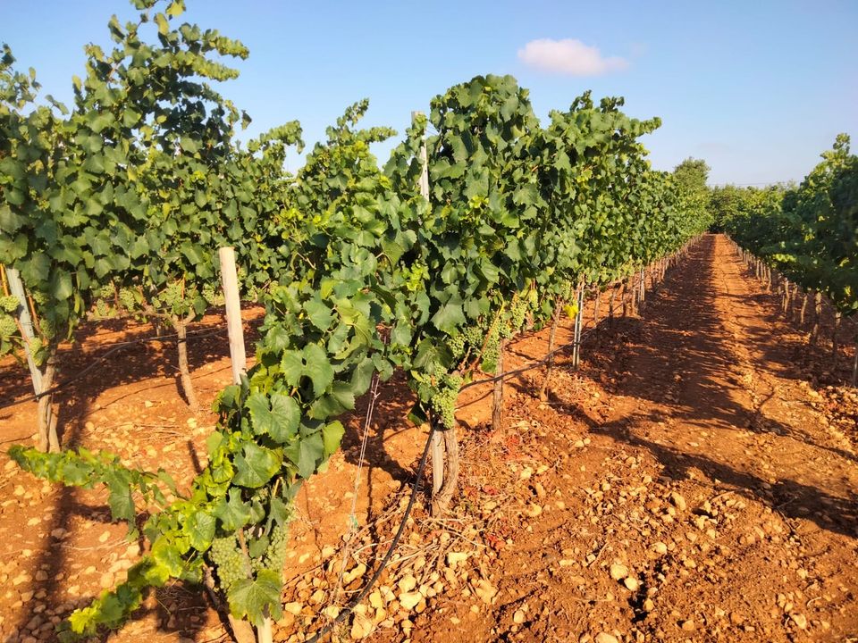 Erhvervsejendom i Binissalem, Mallorca - foto 3