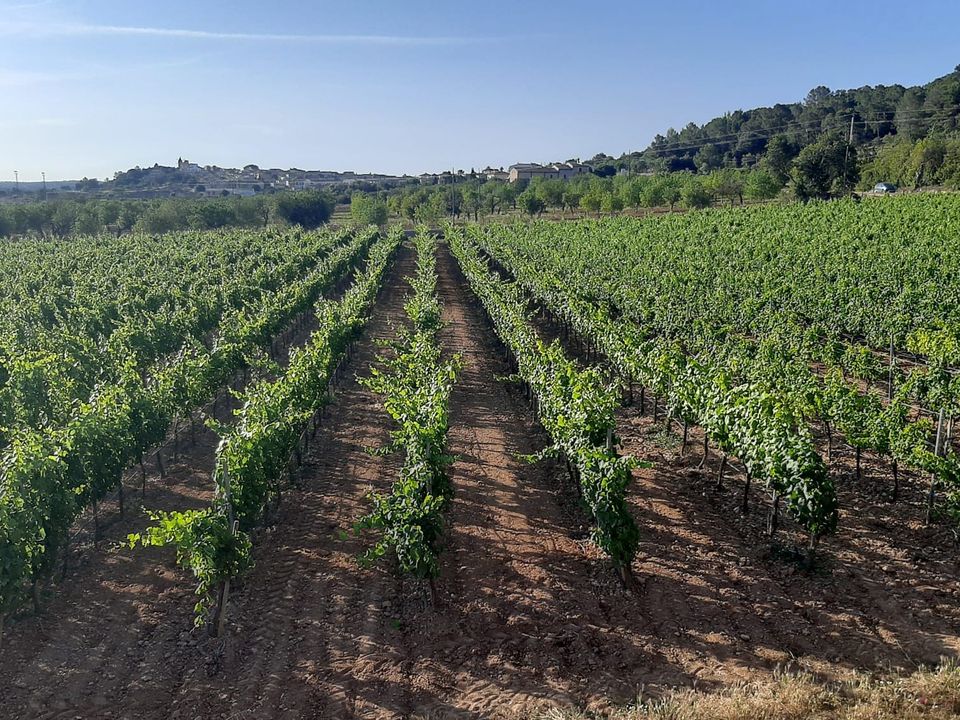 Erhvervsejendom i Binissalem, Mallorca - foto 4