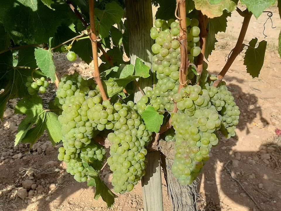 Erhvervsejendom i Binissalem, Mallorca - foto 5