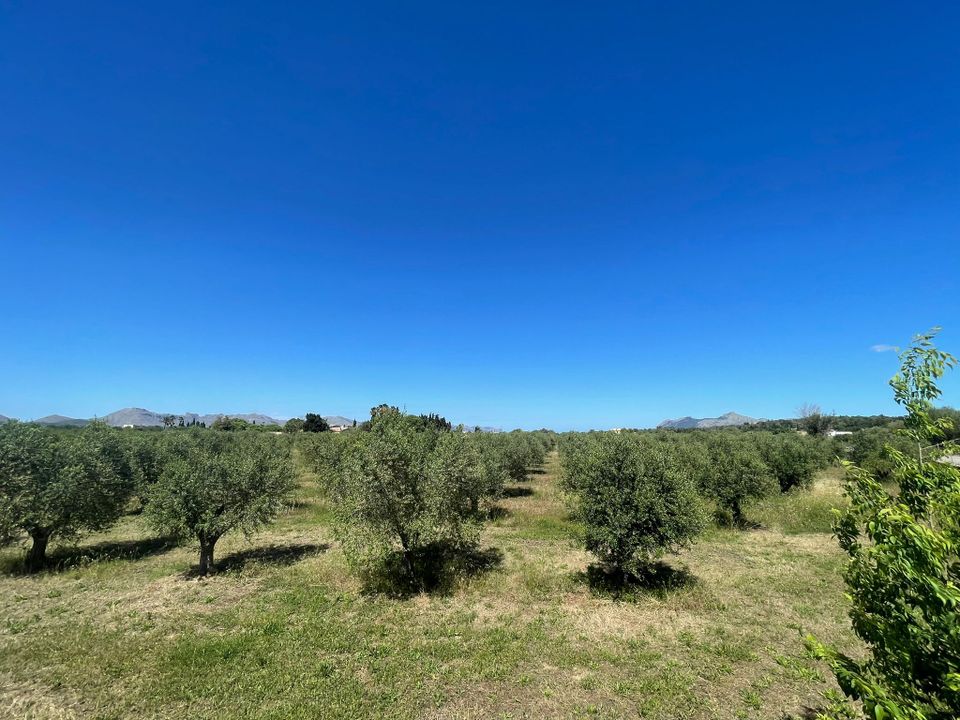 Helårsgrund i Alcudia, Mallorca - foto 1