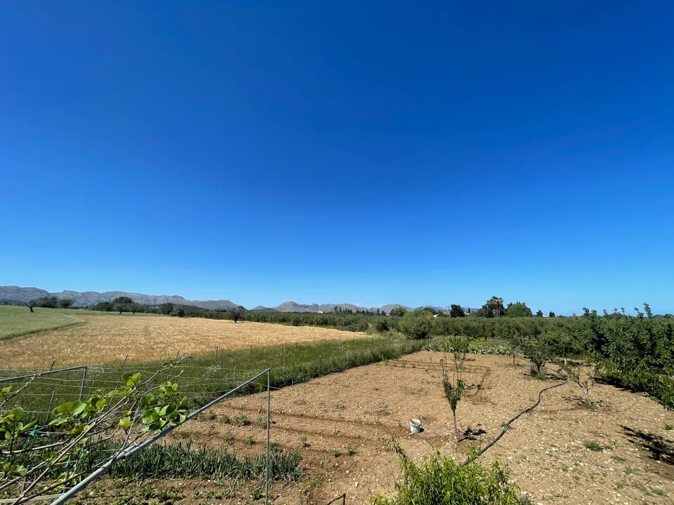 Helårsgrund i Alcudia, Mallorca - foto 3
