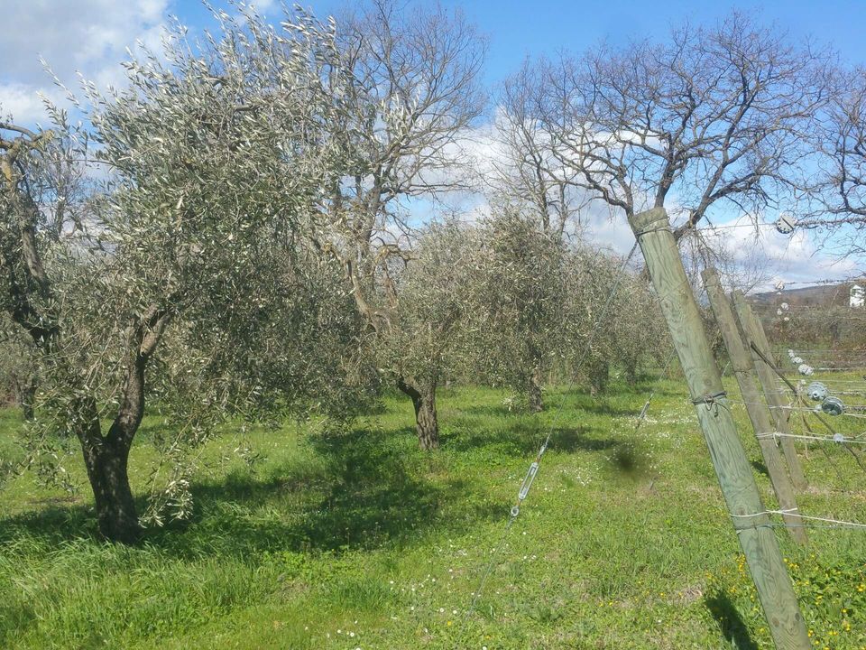 Villa i Lugnano in Teverina, Terni - foto 3