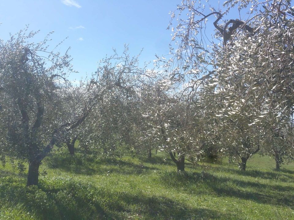 Villa i Lugnano in Teverina, Terni - foto 4