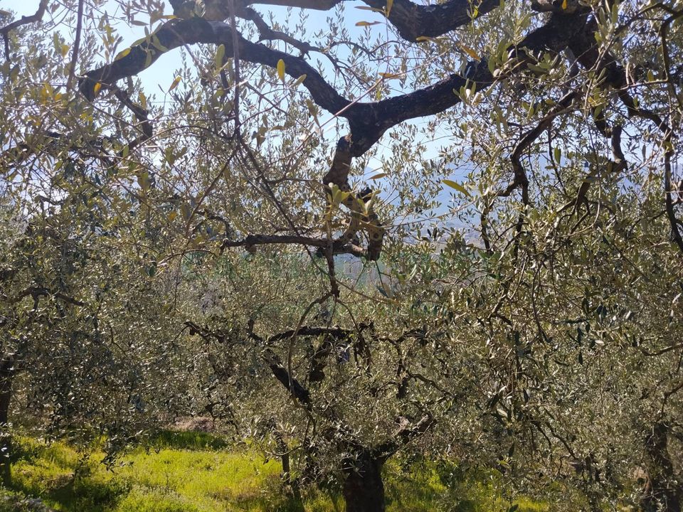 Helårsgrund i Sirignano, Avellino - foto 5
