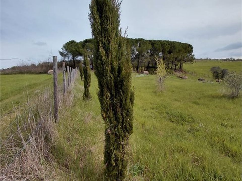 Terra a Poggibonsi, Siena - foto 5