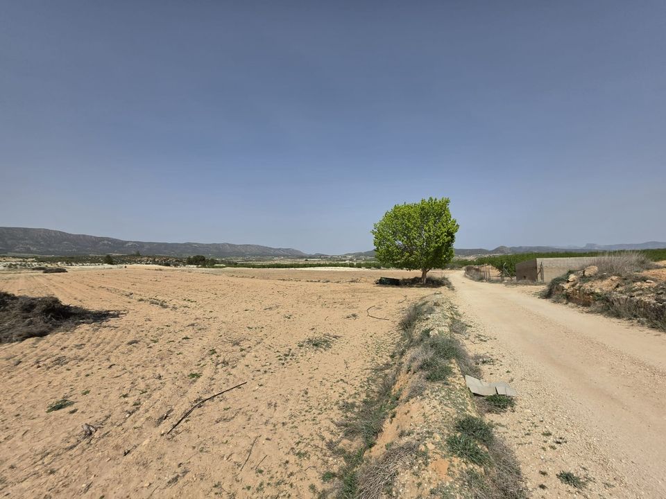 Helårsgrund i Pinoso, Alicante - foto 1
