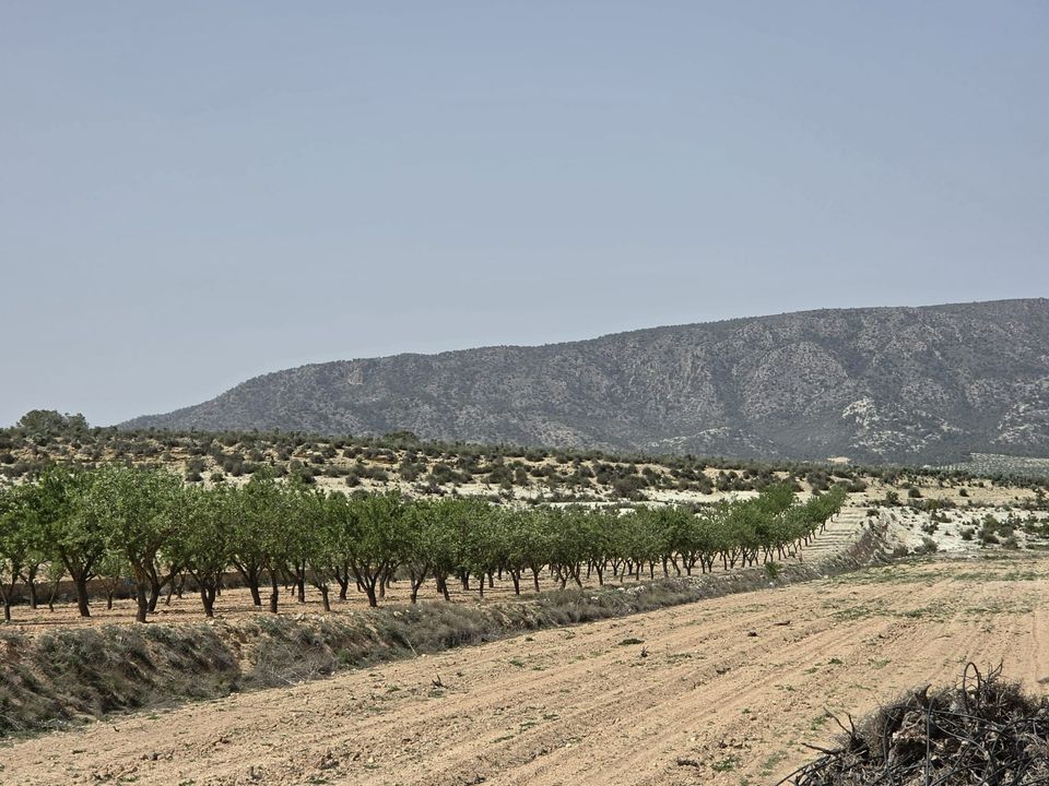 Helårsgrund i Pinoso, Alicante - foto 4