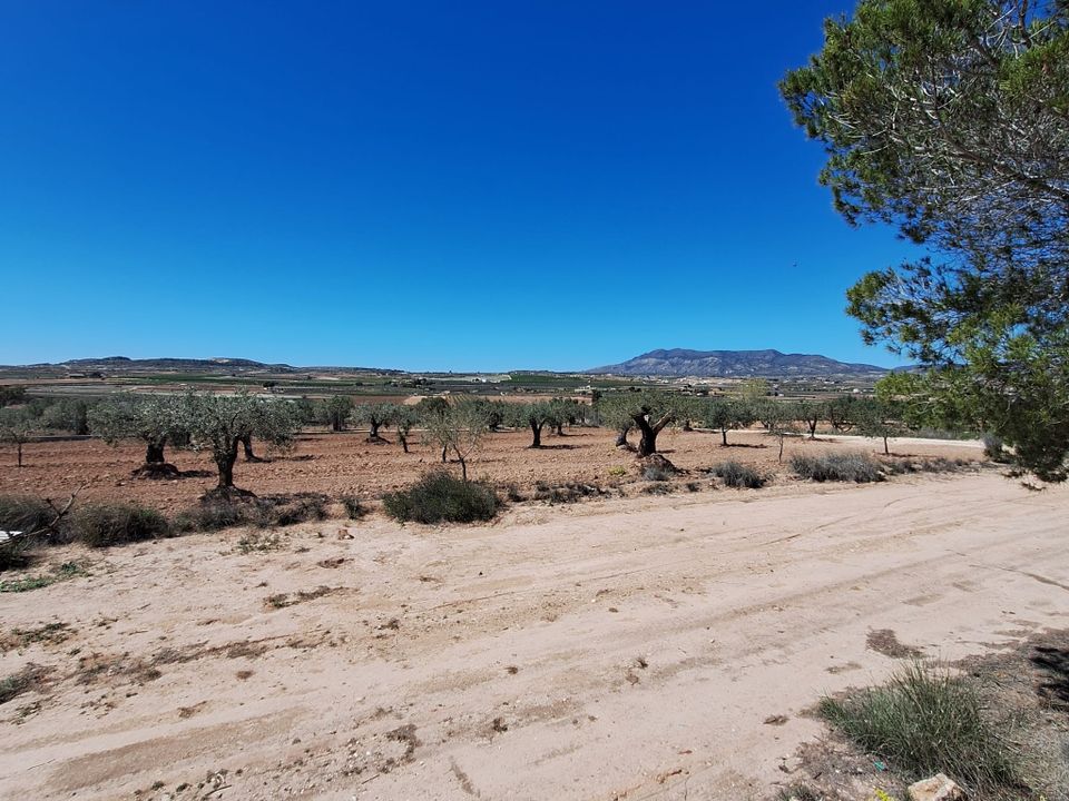Helårsgrund i Pinoso, Alicante - foto 5