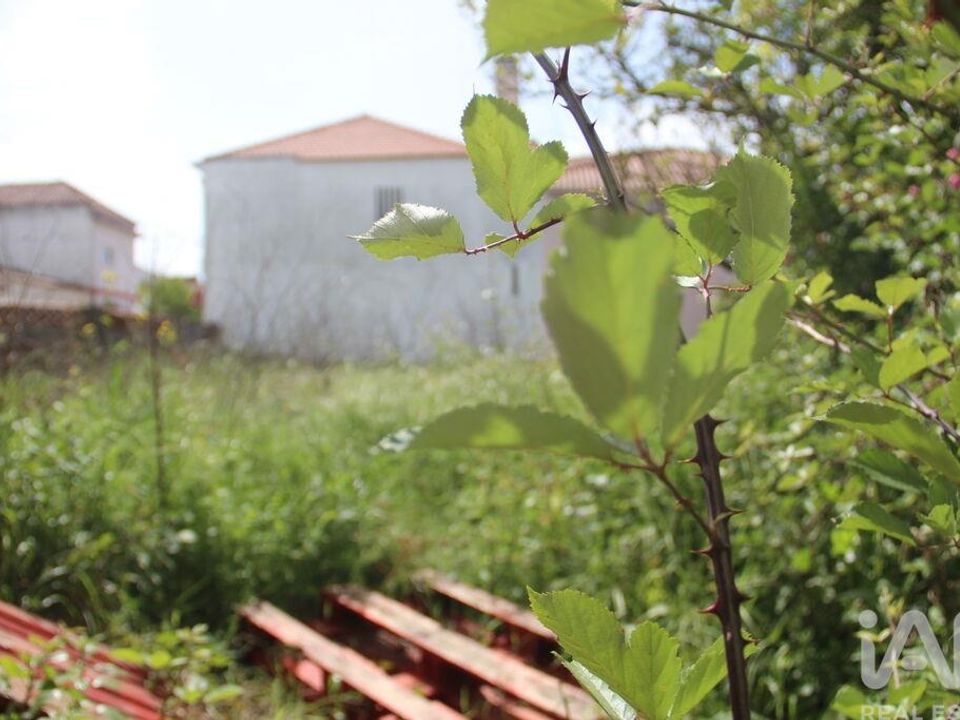 Land in Alcanena, Santarem - photo 3
