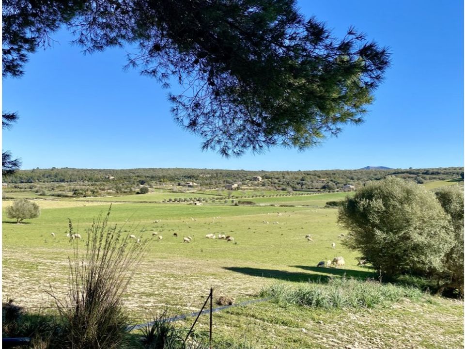 Helårsgrund i Ariany, Mallorca - foto 1