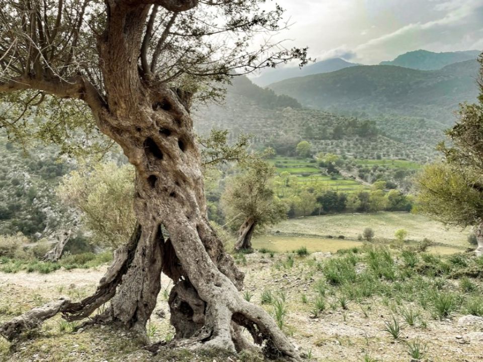 Villa i Santanyi, Mallorca - foto 2