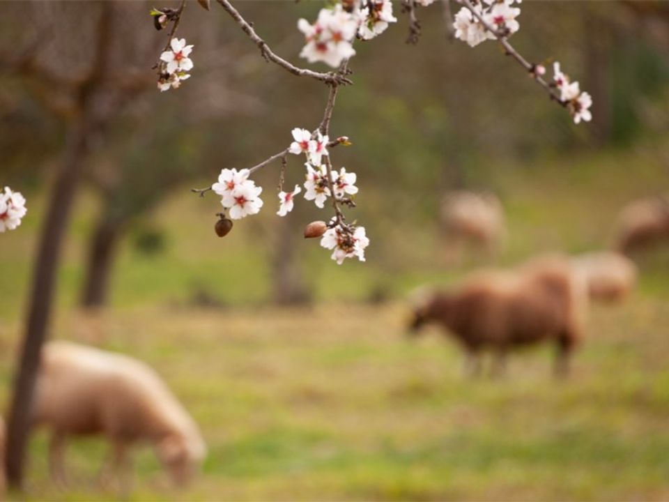 Landejendom i Porreres, Mallorca - foto 2
