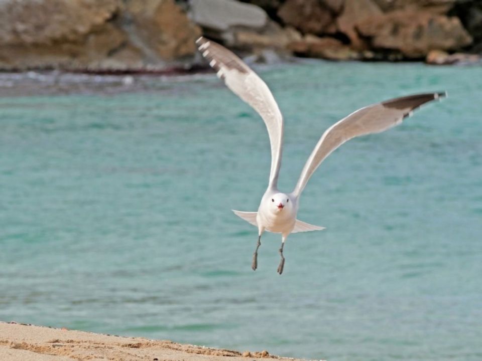 Tomt i Cala Ratjada, Mallorca - bilde 2