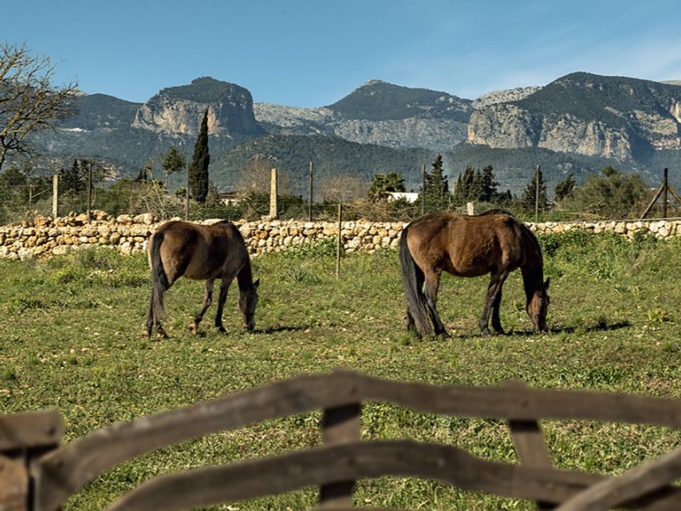 Landejendom i Sencelles, Mallorca - foto 3