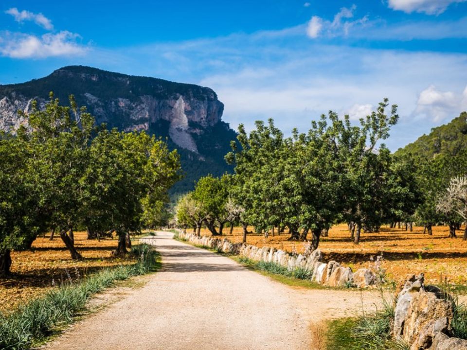 Landejendom i Alaro, Mallorca - foto 2