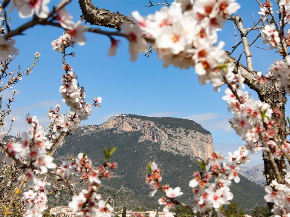 Landejendom i Alaro, Mallorca - foto 1