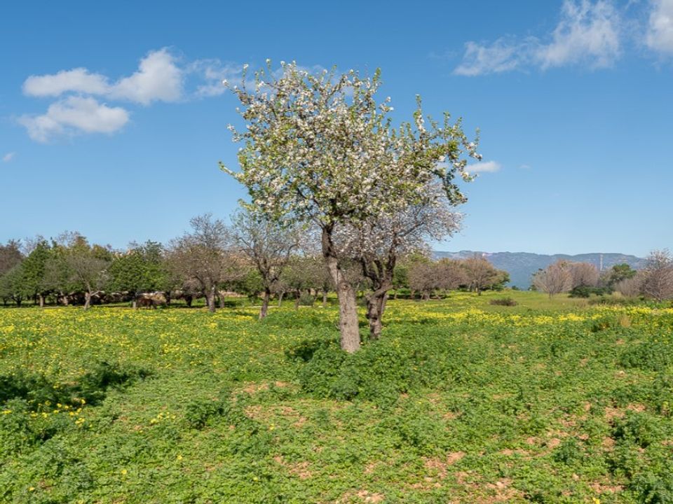 Landejendom i Establiments, Mallorca - foto 2