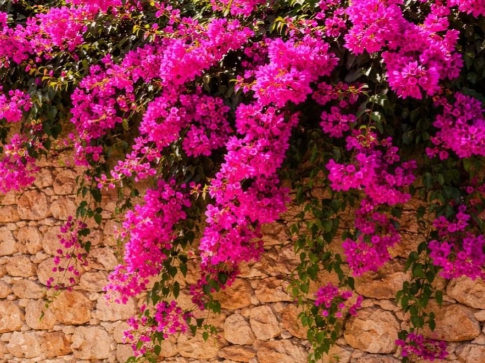 Villa i Bunyola, Mallorca - foto 3