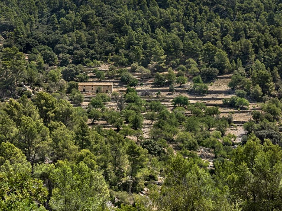 Landejendom i Alaro, Mallorca - foto 3