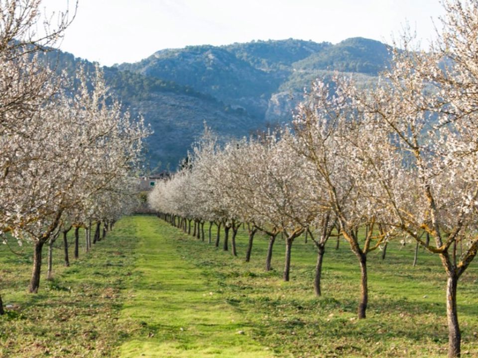 Helårsgrund i Marratxinet (Marratxi), Mallorca - foto 1