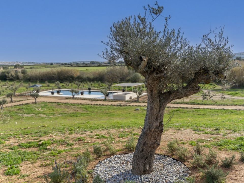 Landejendom i Algaida, Mallorca - foto 2