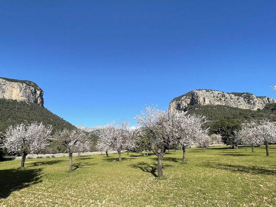 Helårsgrund i Santa Maria Del Cami, Mallorca - foto 2