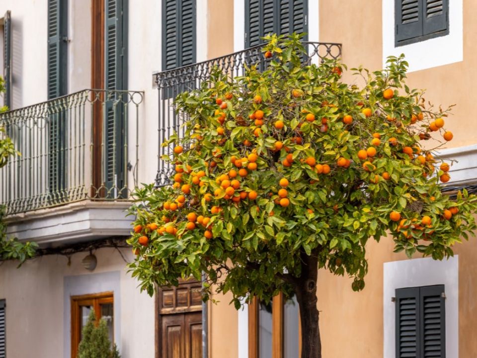 Helårsgrund i Santanyi, Mallorca - foto 1