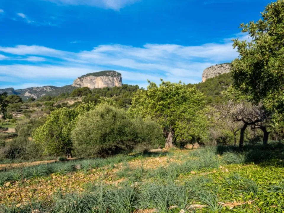 Landejendom i Alaro, Mallorca - foto 3