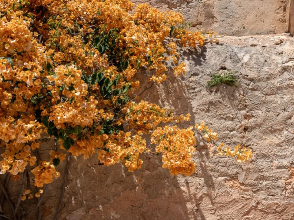 Erhvervsejendom i Sineu, Mallorca - foto 2