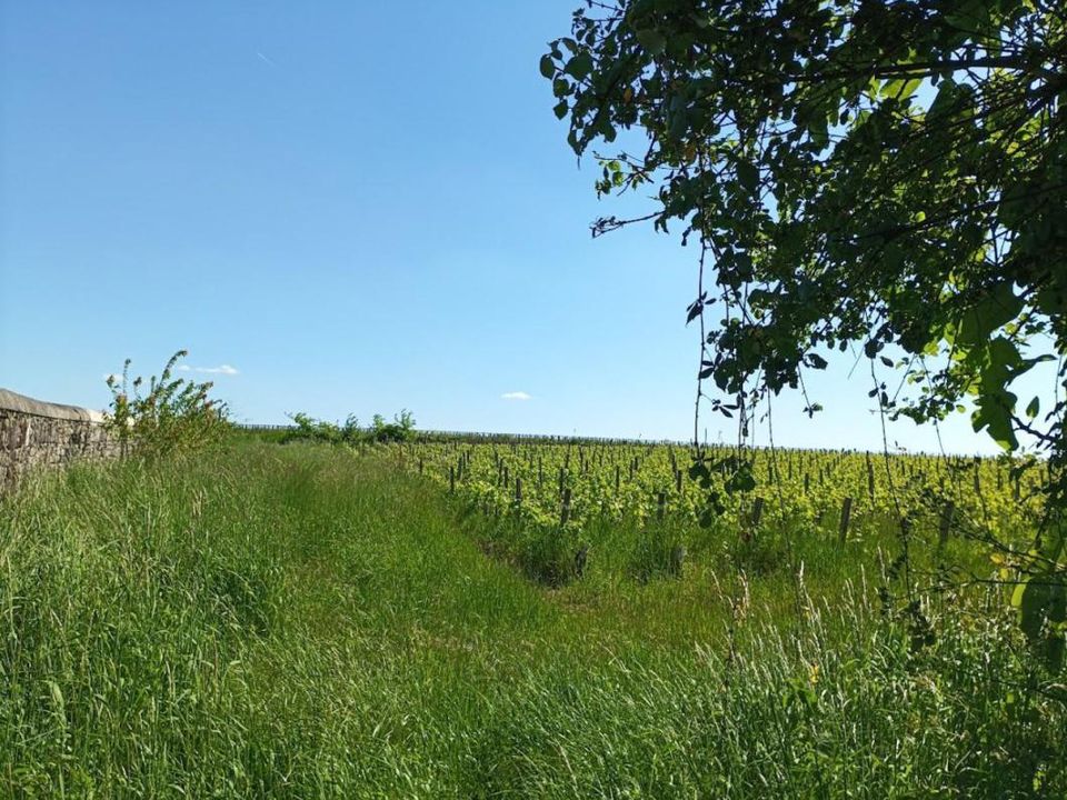 Helårsgrund i Margaux-Cantenac, Gironde - foto 1