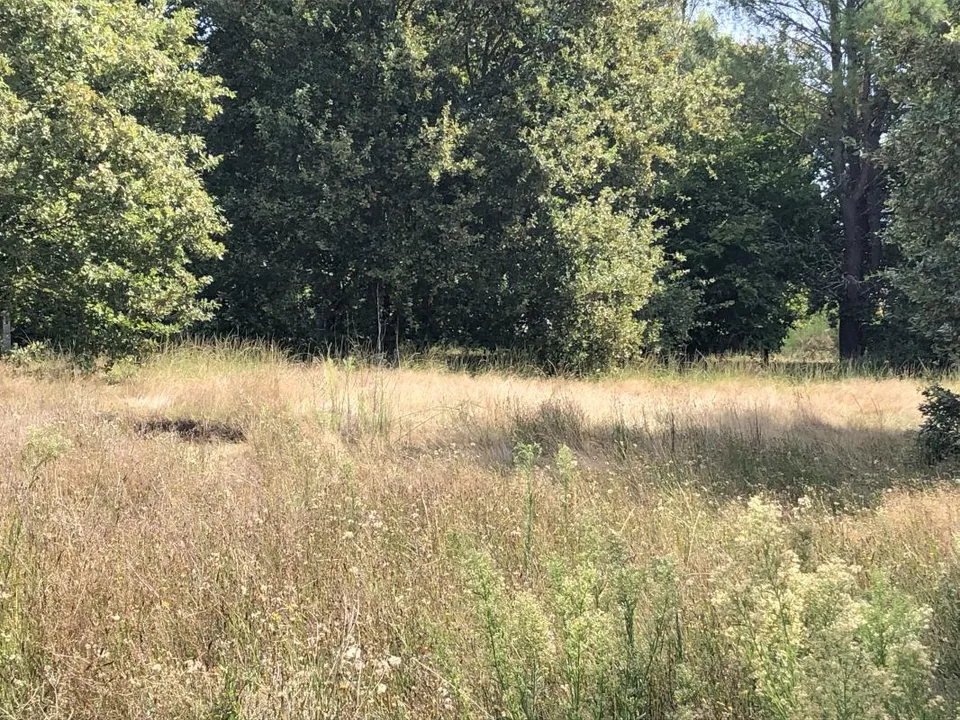 Villa i Le Teich, Gironde - foto 1