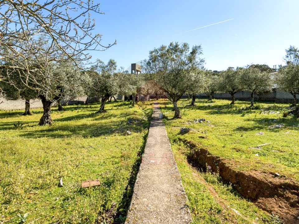 Terra em Minde, Santarem - foto 1