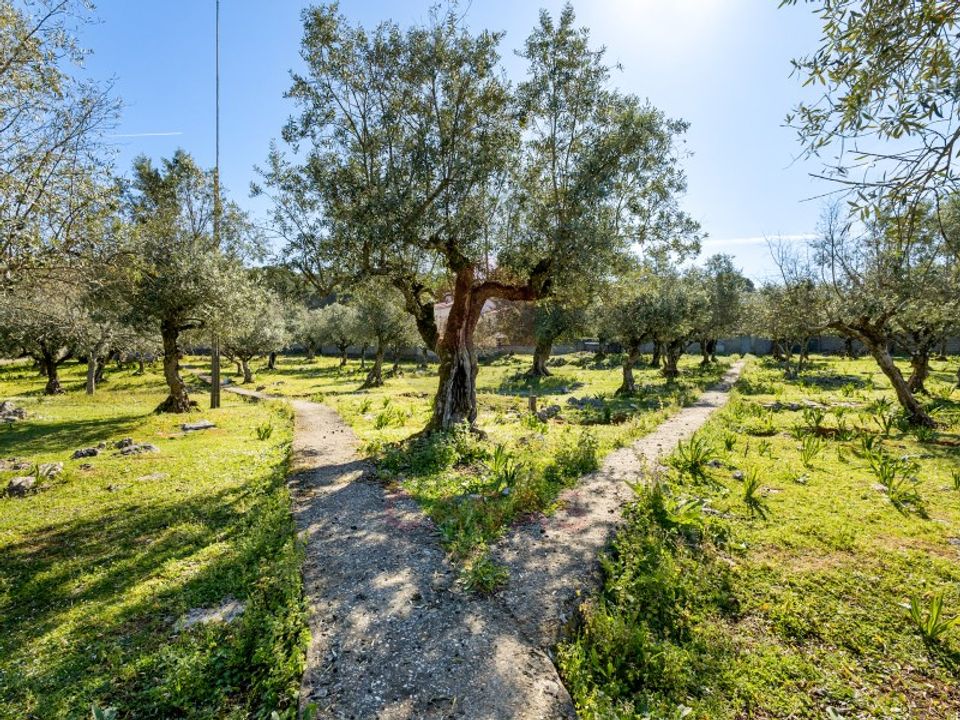 Terra em Minde, Santarem - foto 2