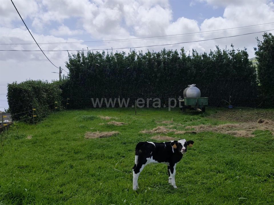 Helårsgrund i Santa Cruz das Flores, Flores - foto 5