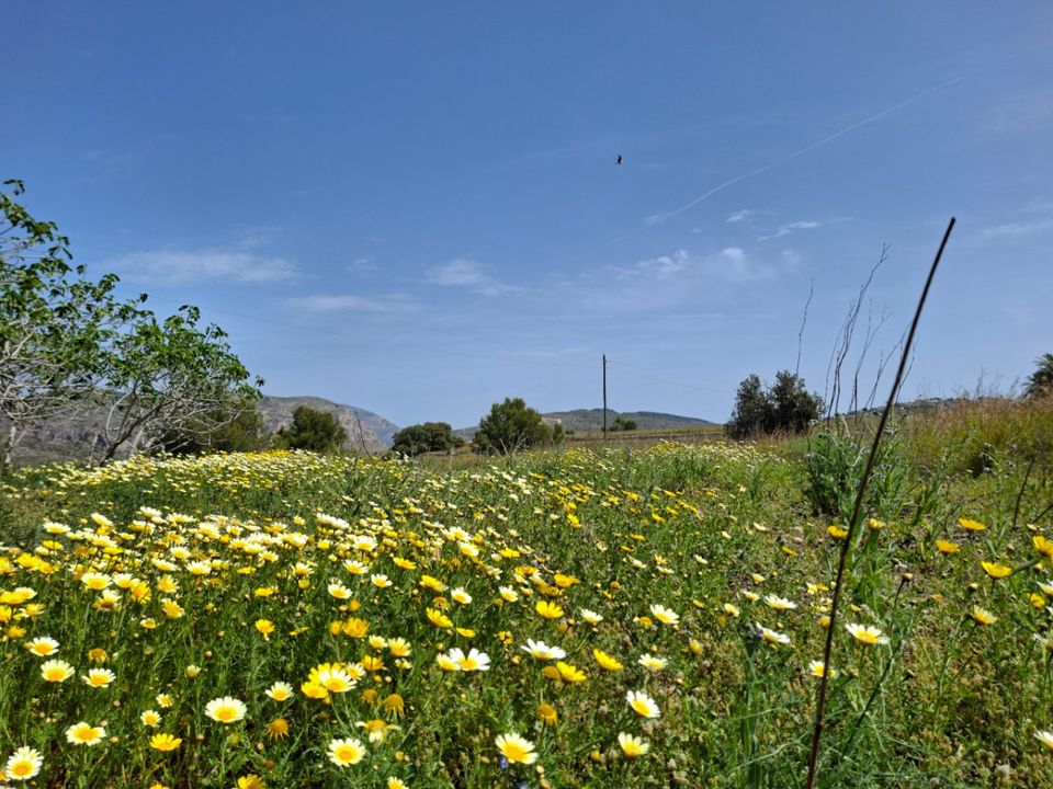 Herregård i Teulada, Alicante - bilde 5