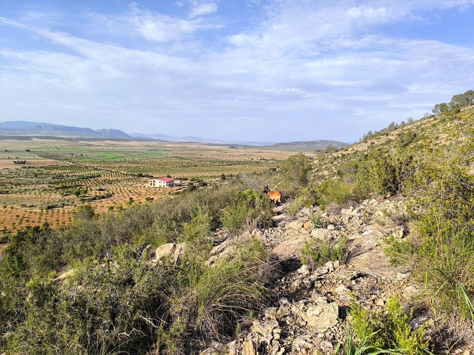 Helårsgrund i Yecla, Murcia - foto 2