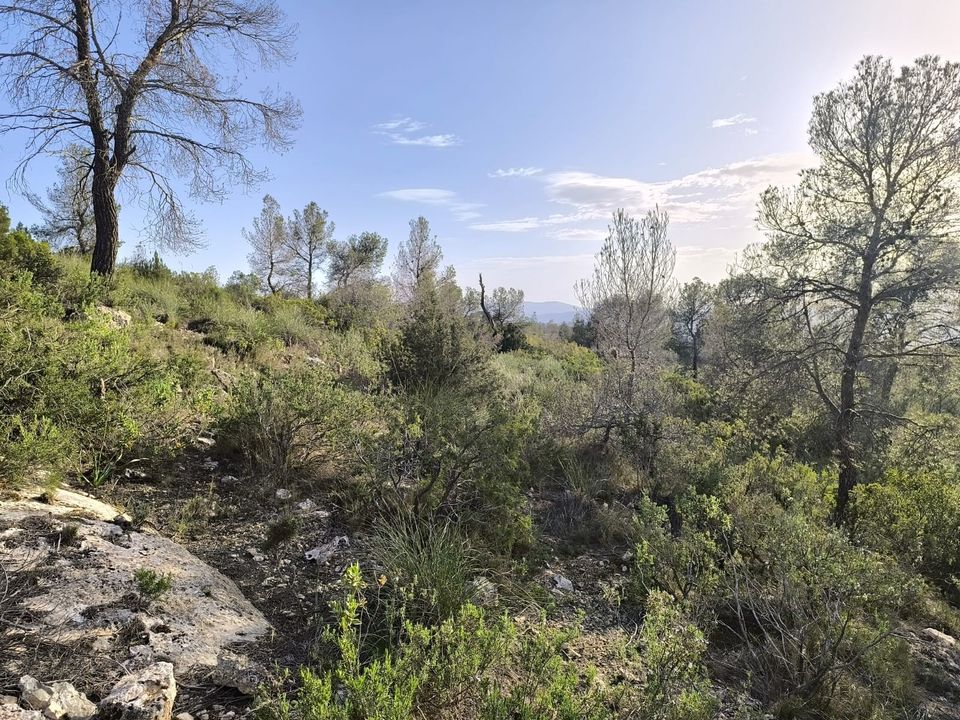 Helårsgrund i Yecla, Murcia - foto 3